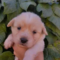 توله سگ شیتزو