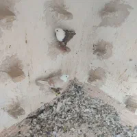 رنگی کفترزاغ جوجه سینه نیست نواری من کشدم یک کت شد