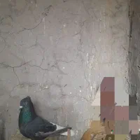 زاغ دمسفید|پرنده|آباده, |دیوار