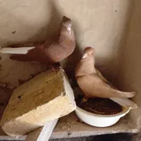 زرد دم سفید. سرخ دم سفید.|پرنده|اسفرورین, |دیوار