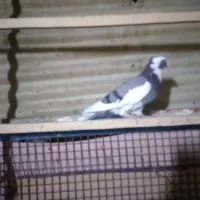 سلام کبوتر پرشی و یاهو|پرنده|قم, مسجد امام حسن|دیوار