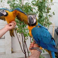 تکثیر هر نوع طوطی سانان و انواع پرنده