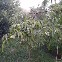 پیش فروش انواع نهالهای پیوندی و اصلاح شده