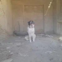 سگ گله