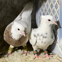 کبوترطوقی|پرنده|چابهار, |دیوار