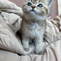 گربه بریتیش بلک گلد