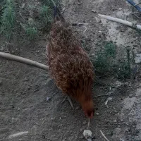 مرغ تخم گذار