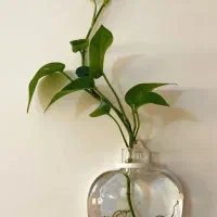 گلدان دیواری شیشهای|گل مصنوعی|لنگرود, |دیوار