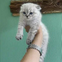 گربه نژاد اسکانیش