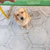 سگ گمشده پیدا شد