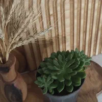 گلدانهای مینیمال فانتزی ساکولنت|گل و گیاه طبیعی|کرج, فاز ۳ مهرشهر|دیوار