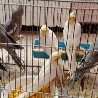 فروش عروس هلندی از سرلاکی تا مولد