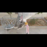 کبوتر کفتر مسافتی پلاکی عراقی|پرنده|شیراز, شهرک امیر کبیر|دیوار