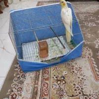 عروس هلندی رام رام ۴ماه|پرنده|هشتگرد, هشتگرد قدیم|دیوار