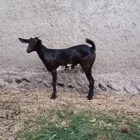 جفت نر و ماده بنگالوک|حیوانات مزرعه|چابهار, |دیوار