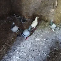 فروش کبوتر