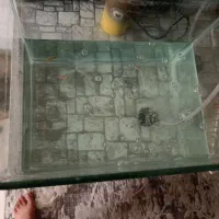 اکواریوم شیشه خم