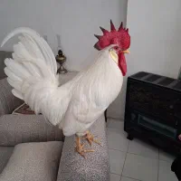 خروس ماشینی