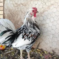 مرغ وخروس اصیل گلین