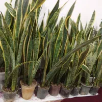 گل سانسوریا لب طلایی