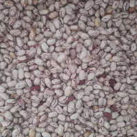 لوبیا چیتی تازه و پاک