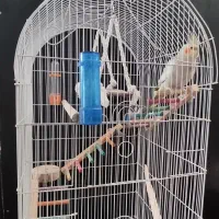 3000000عروس هلندی ماده کوتوله برزیلی نروقفس|پرنده|قم, نخودی|دیوار