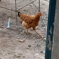 مرغ و خروس