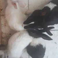 ۳تاخرگوش