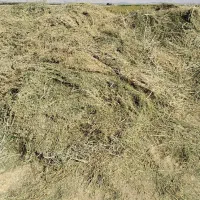 یونجه صادراتی|خدمات باغبانی و درختکاری|دورود, |دیوار