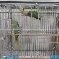 شاه طوطی یا طوطی اسکندر|پرنده|آمل, |دیوار