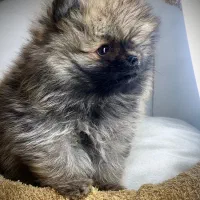 پامرانین خرسی