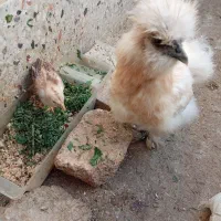 مرغ ابریشمی باجوجه