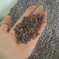 کشمش آفتابی ملکان