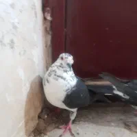 کبوتر