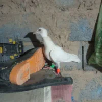 کفتر