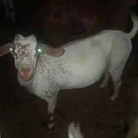 بز صلاله