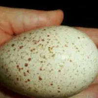 تخم بوقلمون