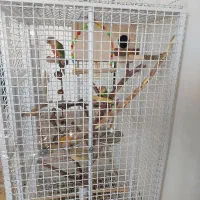 طوطی گرینچیک|پرنده|میاندوآب, |دیوار