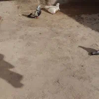 کبوتر کاشانی