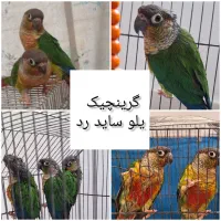 طوطی گرینچیک