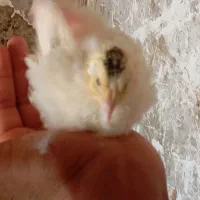 بلدرچین|حیوانات مزرعه|زابل, |دیوار