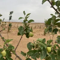 باغ دنج 800 متری با درختان مثمر