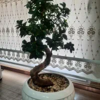 گیاه آپارتمانی بونسای