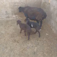 میش دو قلو زا