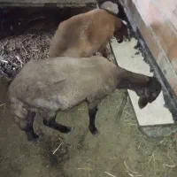 فروش 2تا گوسفند ماده