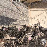 بوقلمون خورموج