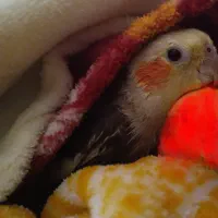 عروس هلندی گم شده خاکستری