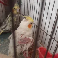 عروس هلندی