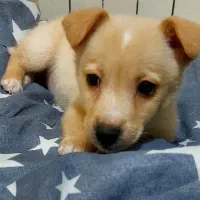 سگ پا کوتاه|سگ|تهران, کاج|دیوار