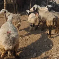 میش سرحال|حیوانات مزرعه|بهبهان, |دیوار